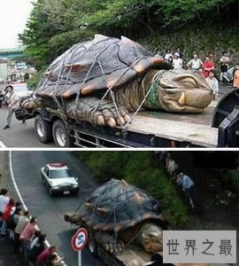 ​世界上最大的乌龟，加拉帕戈斯象龟(长6米/重700斤)
